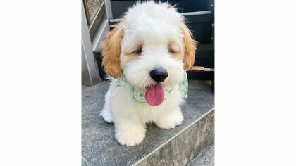 「暑い無理」表情から気持ちが全力で伝わってくる犬が話題…いつも表情豊かなの？飼い主に聞いた