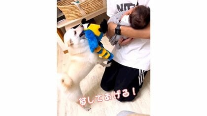 「貸してあげる！」生まれたばかりの赤ちゃんにおもちゃを差し出す“姉”犬の姿に癒やされる…ヒコーキ耳で歓迎？理由を聞いた
