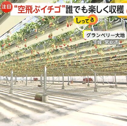 “空飛ぶイチゴ”バリアフリー対応で誰でも楽しく収穫　美味しさ&雰囲気UP「夜のイチゴ狩り」も人気　茨城・千葉