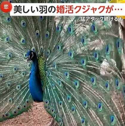 「手当たり次第」美しい羽でオスのクジャクが求愛も“失恋”!?　4カ月後には変わり果てた姿に…千葉・成田ゆめ牧場