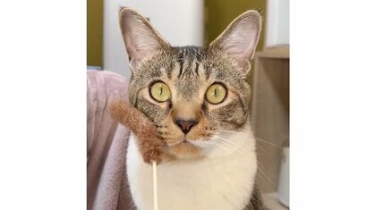 「そんなに見ないでください」猫じゃらしでペチペチされても猫が全くの無反応…何をしていたのか状況を聞いた