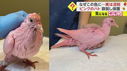 【過激】白いハトがピンクに…流行の“性別お披露目”サプライズパーティ用の演出？　色落とせず衰弱　米・ニューヨーク