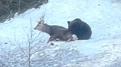 【衝撃動画】観光客の目の前で“生きたシカ”を捕食しようとするヒグマを撮影―エゾシカは必死に抵抗＿専門家は「生きたシカを襲って食べることを“学習”している個体の可能性がある」と指摘 北海道