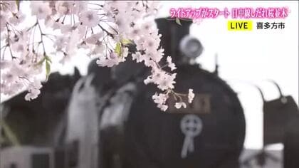 ＳＬと桜のコラボ　福島・喜多方市『日中線しだれ桜並木』　開花に合わせてイベントも