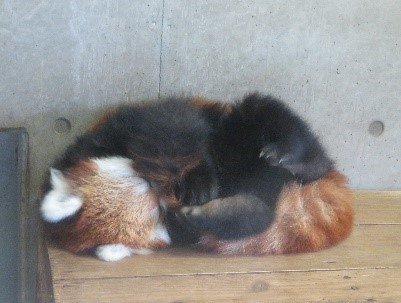 夏毛への生え変わりでモコモコの顔が大変身！全国のファンが愛する