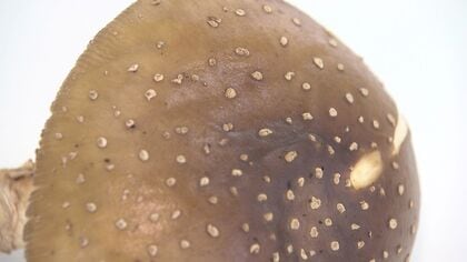 札幌市の無人販売所で“毒キノコ”誤って販売 保健センターに購入者から