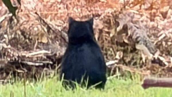【 クマさん ご確認用 】 確認用 くまさん クマ専用 クマさん ご確認用 】 ZX プロテクター