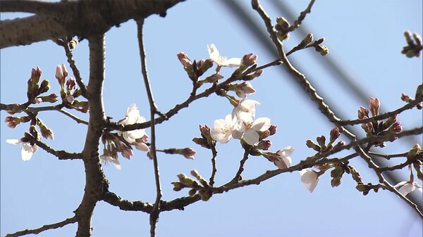 全国一番乗り 東京で桜開花　「緊張します」手話交え発表｜FNNプライムオンライン