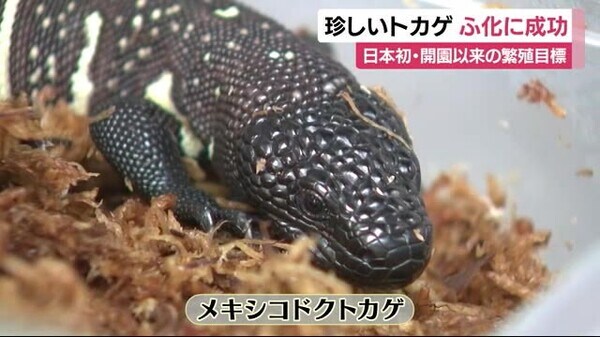 日本初 開園以来の目標だった珍しいトカゲのふ化に成功 静岡 河津町