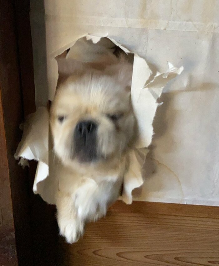 障子を破る瞬間