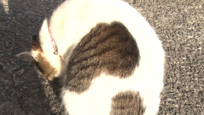 ラブちゃんの背中にはハートマークが。