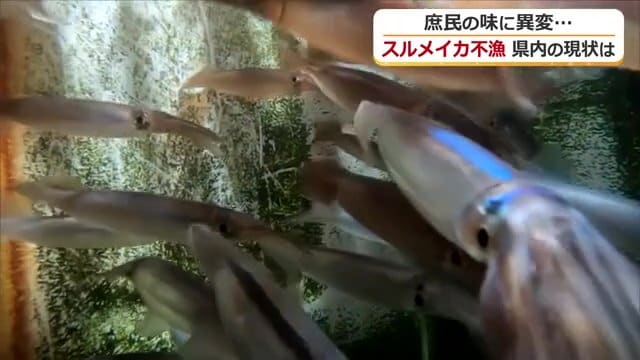 不漁が続いているスルメイカ