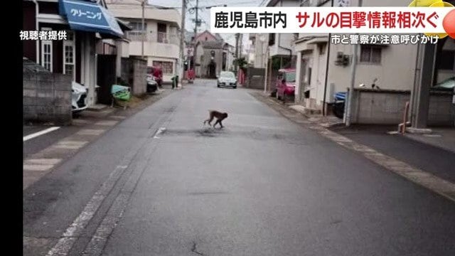市街地を悠々と歩くサルが目撃された