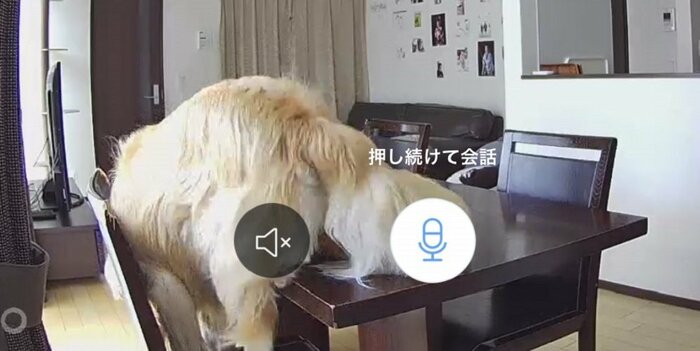 飼い主さんに名前を呼ばれて、しれっとおりていく