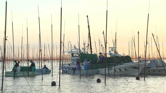 有明海で秋芽網ノリの種付け解禁(2024年10月18日)