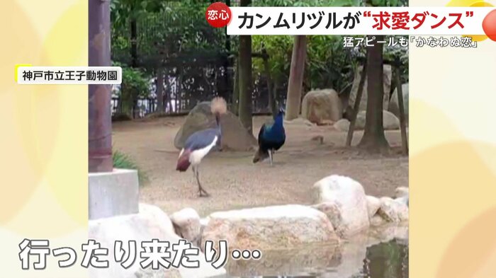 クジャクの目の前を行ったり来たりしいているカンムリヅル(提供:神戸市立王子動物園)