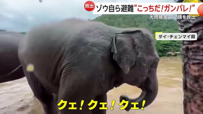 場所を伝えるように鳴き声を出すゾウ