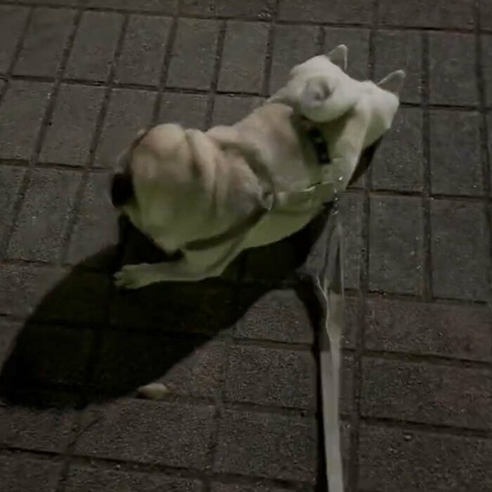 散歩の途中、ほふく前進のような姿に