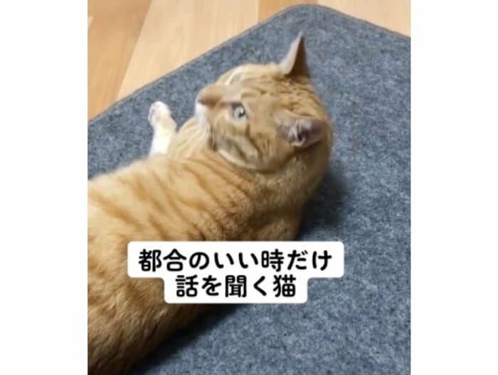 提供:あずきなこさん