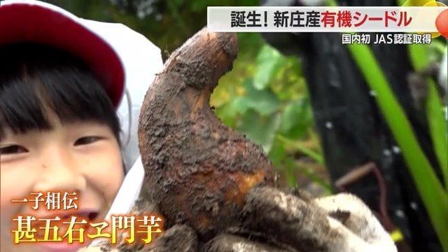 最上の伝承野菜のひとつ・甚五右ヱ門芋の栽培方法は一子相伝で、佐藤さん以外知らない