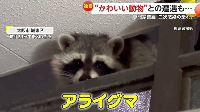 撮影者をうかがうアライグマ(視聴者提供)