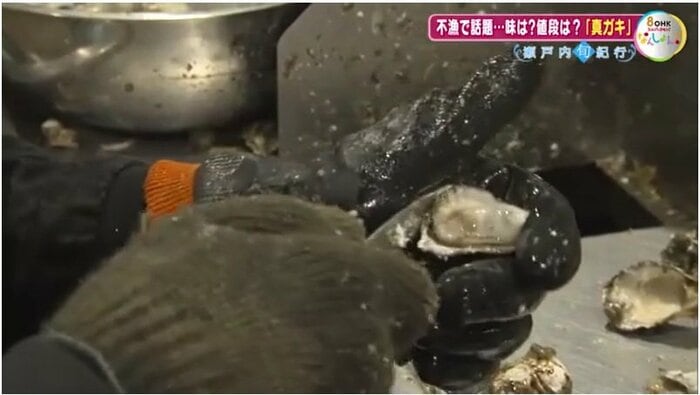 カキむきの様子（１１月２７日　瀬戸内市で撮影）