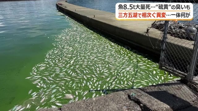 若狭湾にも大量の魚の死骸が流れ着いた