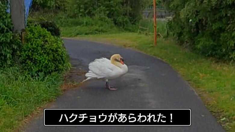 車のボディが傷だらけ…車を襲うハクチョウ　実は招かれざる外来種「コブハクチョウ」　“凶暴化”の原因はエサ不足？｜FNNプライムオンライン