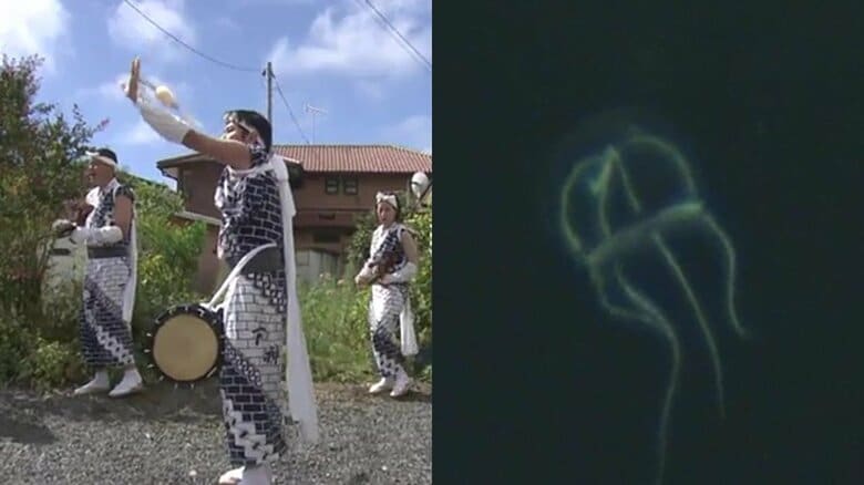 いわきの海で見つかった新種「ジャンガラコノハクラゲ」名前の由来は地元の念仏踊り　踊るように泳ぐ姿に釘付け【福島発】｜FNNプライムオンライン