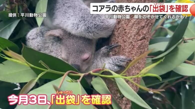 鹿児島生まれ・コアラの赤ちゃんがママのおなかの袋から出てきた！ ただいま元気に成長中！｜FNNプライムオンライン