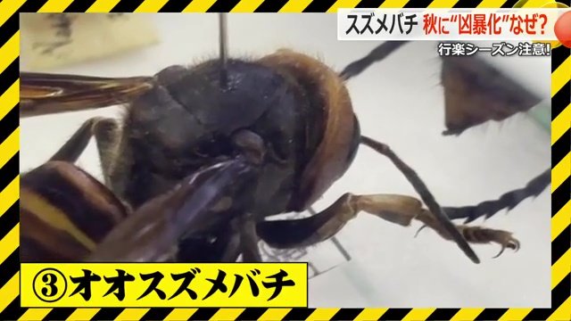 オオスズメバチ