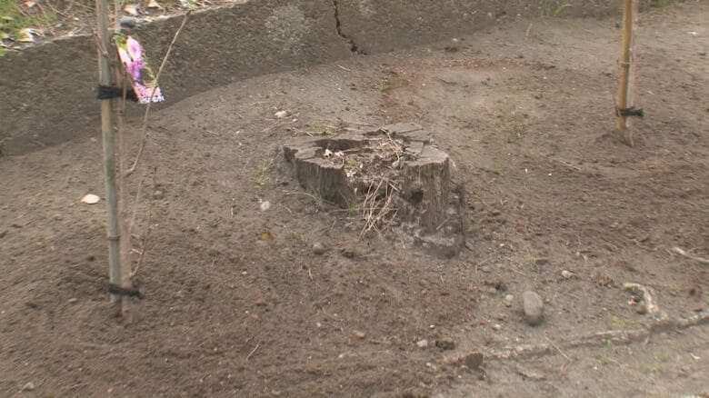 写真に写っていた桜