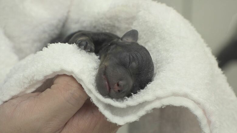 帝王切開で生まれた犬の赤ちゃん