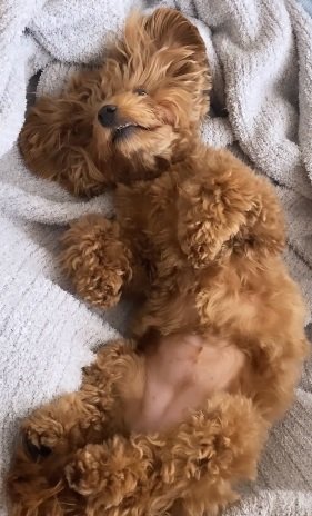 リラックス中のチャイちゃん