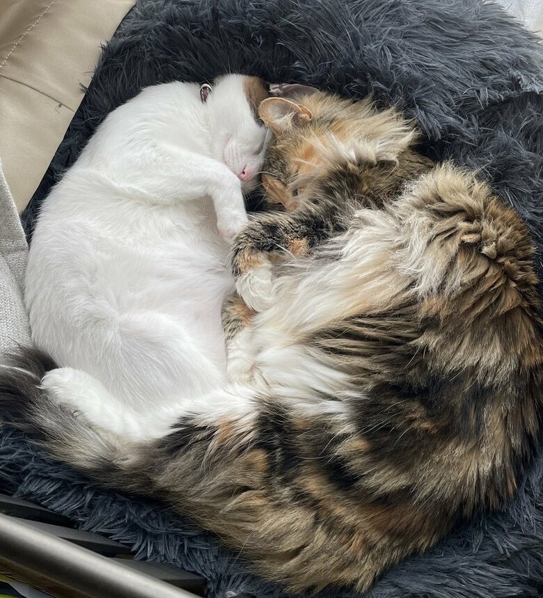 くっついて寝ている2匹（提供：つくね＆ひまりさん）