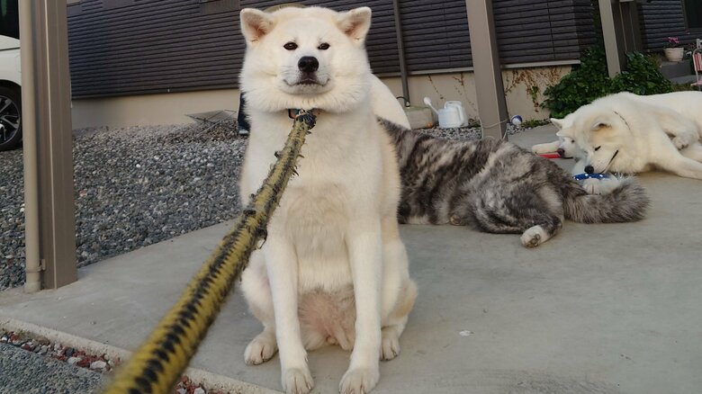 散歩拒否犬となったクルミちゃん