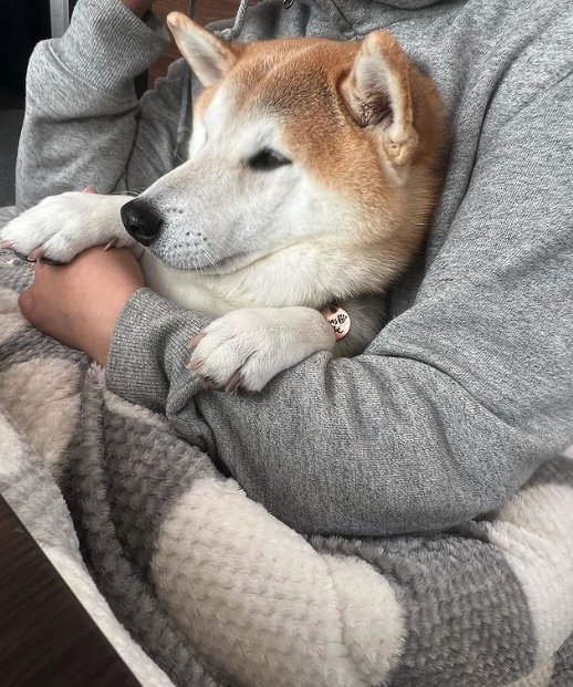 提供：柴犬 sasuke_紗助さん