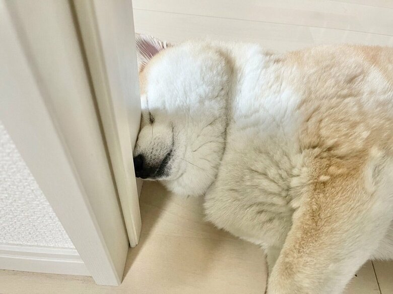顔がつぶれた状態で寝ている…
