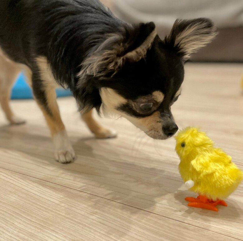 提供：チワワのごまじろーさん