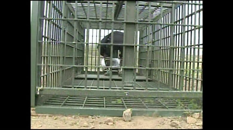 踏み板でフタが閉まる箱わな（資料）