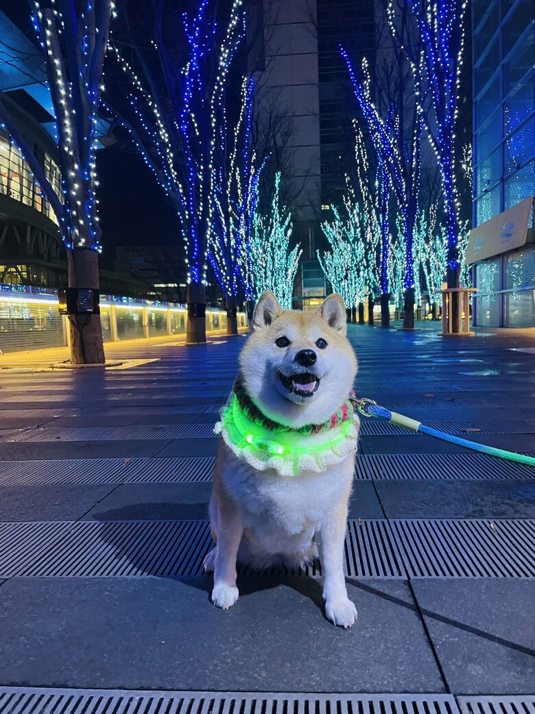 画像提供：柴犬ハナさん