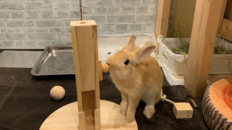 提供：げんまいとうるちさん