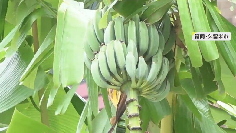 2年間で成長し、青く実ったバナナ