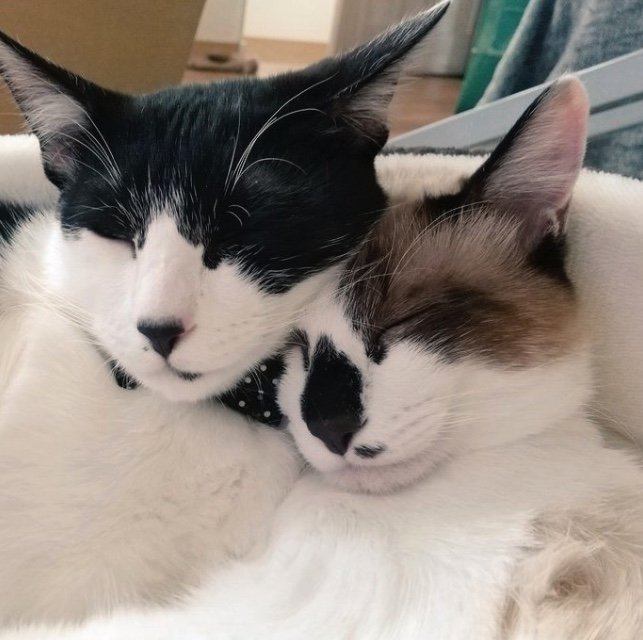 提供：かふぇらてさん