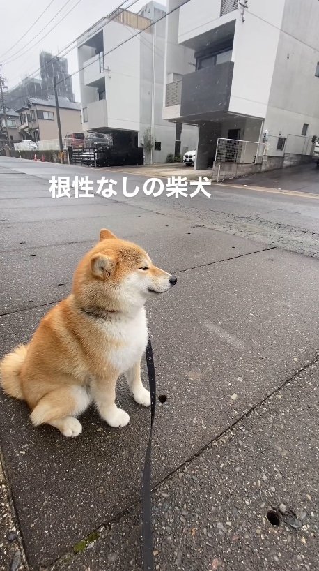 提供：柴犬こむぎさん