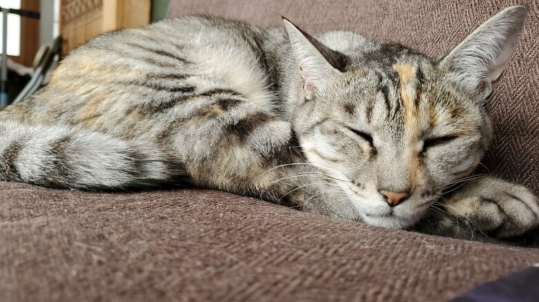 寝ているフォクちゃん