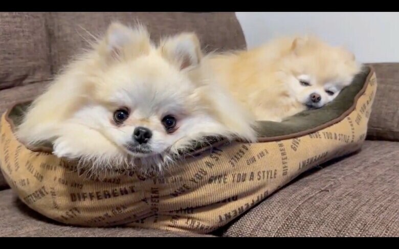 提供：愉快な3姉妹ポメラニアンちゃんねるさん