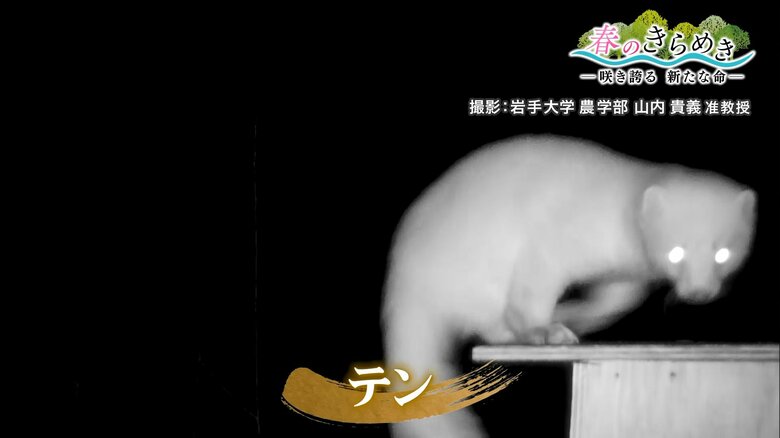 撮影：岩手大学農学部 山内貴義准教授