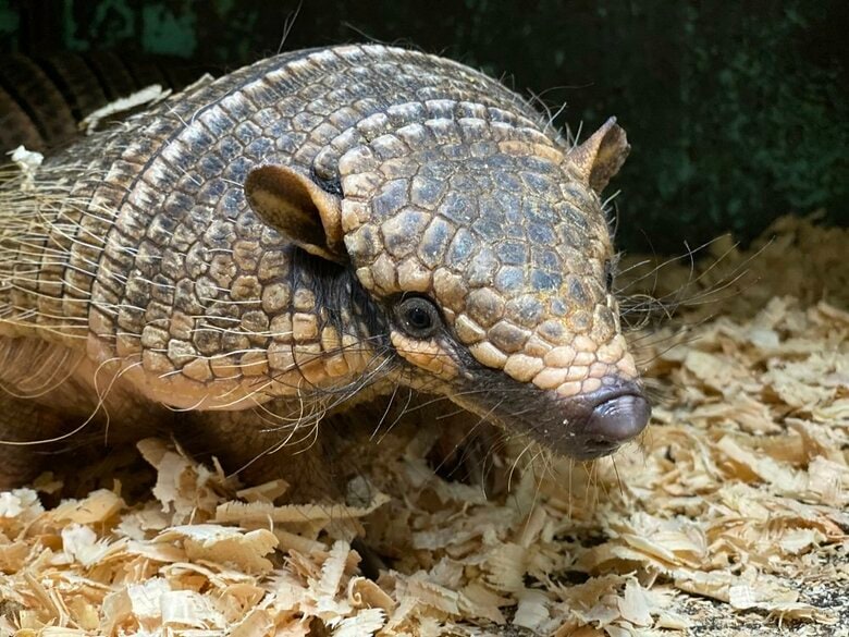 伊豆シャボテン動物公園で飼育されているもう一頭のジロくん（画像提供：伊豆シャボテン動物公園）