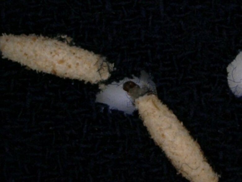 衣類を食べるイガの幼虫（提供：エステー株式会社）
